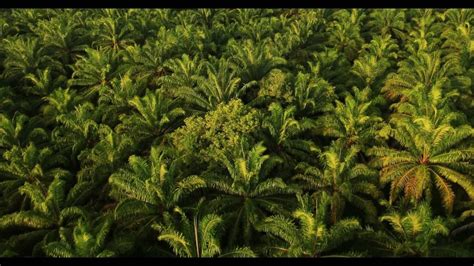 Fully mature oil palms can produce around 18 to 30 metric tons of fresh fruit bunches per hectare. Plantations International Malaysia drone fly over of palm ...