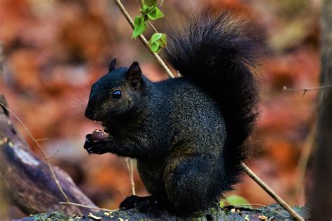 12 Nutty Facts About Squirrels Forest Preserve District Of Will County