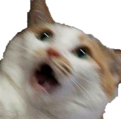 0 Result Images Of Cat Meme Face Png Png Image Collection