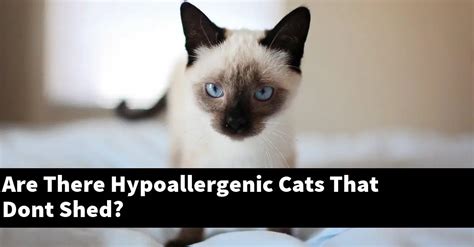 Are There Hypoallergenic Cats That Dont Shed Explained
