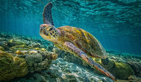 Loggerhead Sea Turtle Habitat