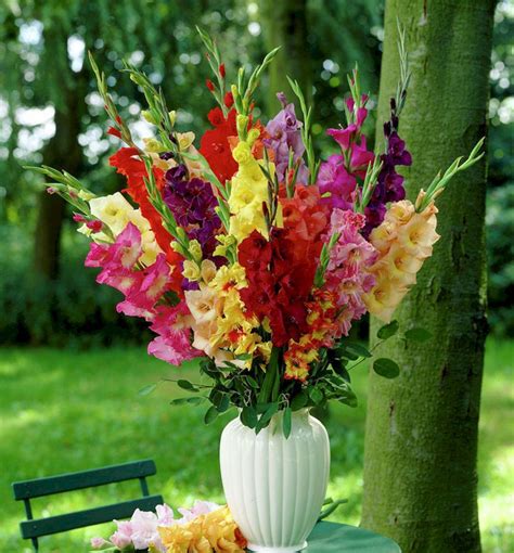 Top Beautiful 20 Gladiolus Flower Ideas For Your Garden