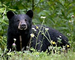 California Black Bears Head Up the Coast — EVOTIS