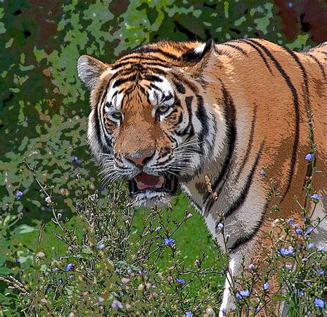 Siberian Tiger Art Photograph By Cindy Haggerty Fine Art America