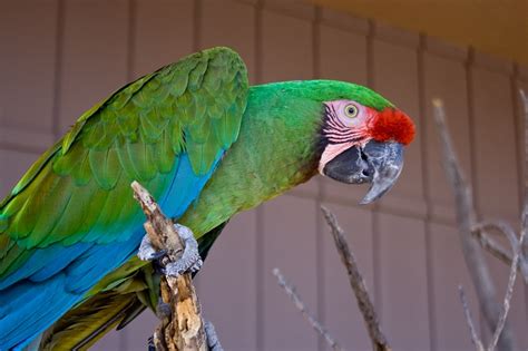 Military Macaw Facts Pet Care Personality Feeding Pictures