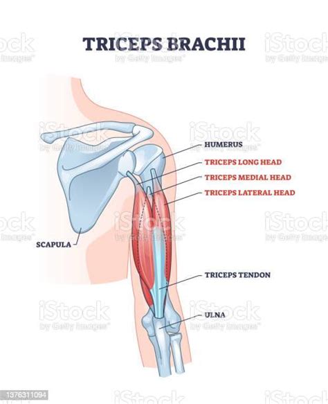 Triceps Brachii Muscle With Human Arm And Shoulder Bones Outline Diagram Vektorgrafik Och Fler