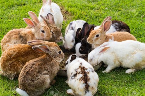 Top 10 Best Rabbit Foods 2023 Rabbits Life