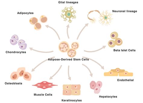 Adipose Derived Stem Cells｜cellbank