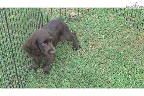 Boykin spaniel puppy from boykin spaniel puppies for sale in sc. Marty : Boykin Spaniel puppy for sale near Greenville ...