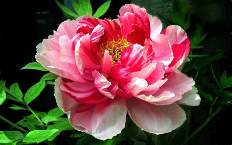 Peony Flower Wallpapers Wallpaper Cave