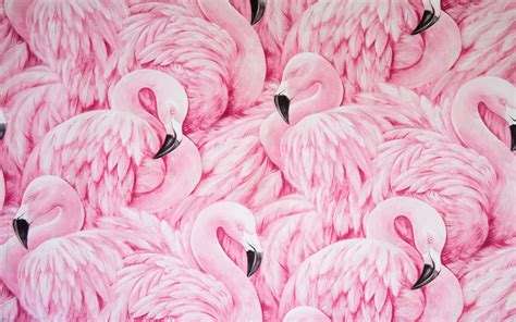 Pink Flamingos Macbook Air Wallpaper Download Allmacwallpaper