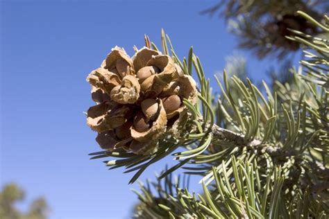 How To Harvest Pine Nuts Hunker