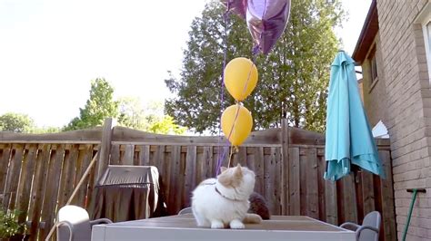 Will Cats Pop Balloons If They Are Stuck To It Youtube
