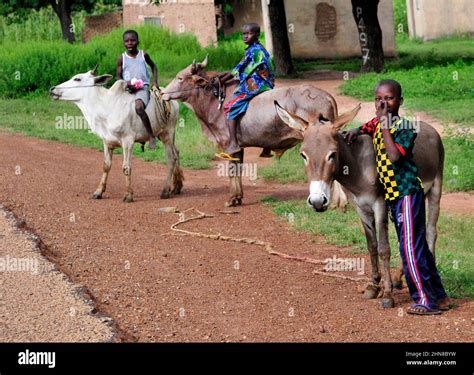Cute Burkinabe Boys Riding Their Cows In Rural Burkina Faso Stock Photo