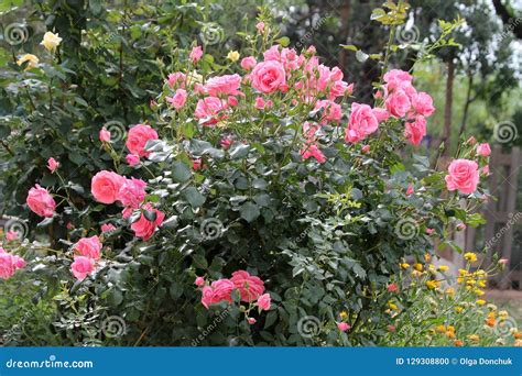 Rosas Rosadas En Un Arbusto Que Crece En El Jard N Foto De Archivo