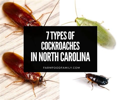 7 Types Of Cockroaches In North Carolina Identification And Removal