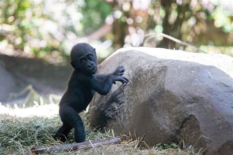 Every Day Is World Gorilla Day With Kitoko And Zuna