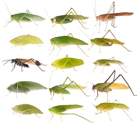 These Are Katydids A Type Of Insect That Is Closely Related To