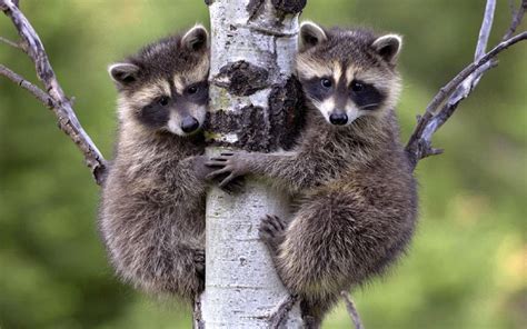 Raccoon Babies 150482 High Quality And Resolution Animals