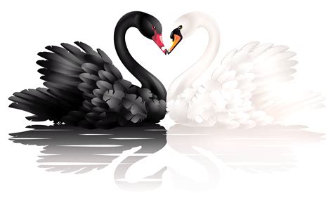 White And Black Swans With Heart Shape Clipart 0 Image 21230 Black