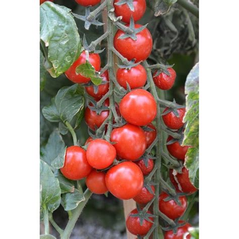 Tomate Solanum Lycopersicum ‘sugar Gloss