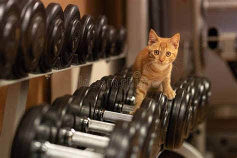 Cat Athlete Ginger Cat In The Gym Dumbbells Of Different Weights