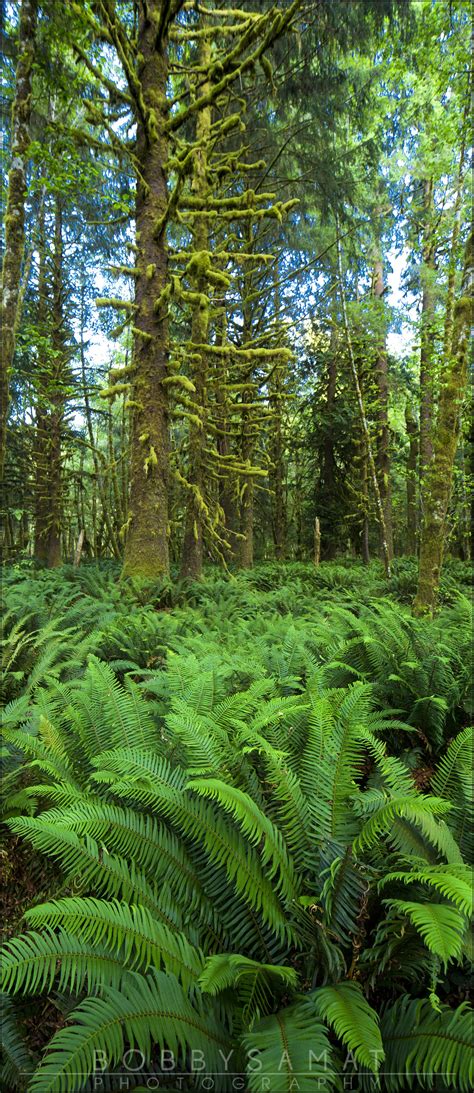 Beautiful Ferns And Mossy Trees In The Quinault Rain Forest In
