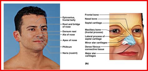 Surface Anatomy Of The External Nose Diagram Quizlet