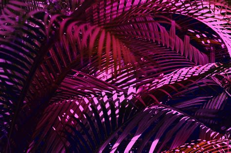 Photo Of Palm Leaves In Neon Lighting Stock Photo Download Image Now