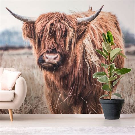 Highland Cow Iv Photo Wall Mural 41 Orchard