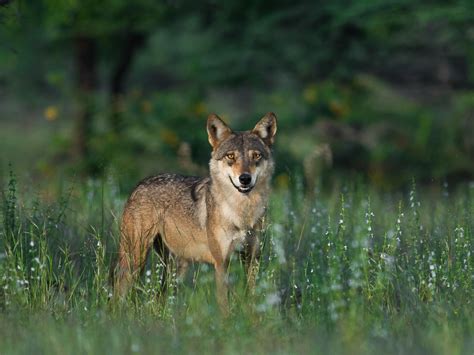 15 Of The Most Common Wolf Questions Answered We Love Wolves Blog