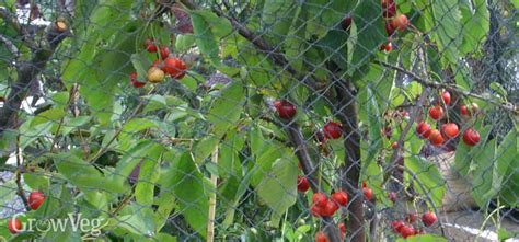 How To Grow Your Own Delicious Cherries