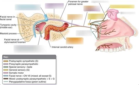 Lacrimal Nerve Innervation