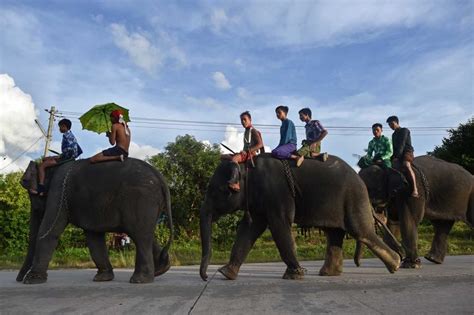 Elephants Find A Haven From Poachers Frontier Myanmar