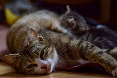 This is just another weird symptom of impending labor. How To Tell If Your Cat Is In Labor | Guildcrest Cat Hospital