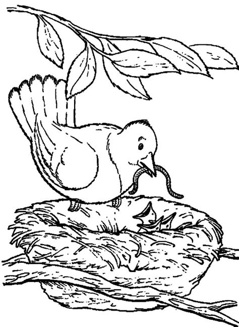Baby Birds Coloring Pages Coloring Home