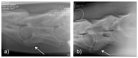 Animals Free Full Text A Radiographic Technique For Assessment Of