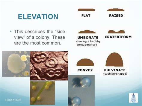 Colony Morphology Describing Bacterial Colonies Roba Attar Dr