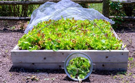 How To Create A Salad Garden Box And Grow Your Own Gourmet Salads