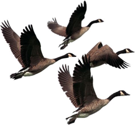 Ducks Flying Png Hd Png Pictures Vhvrs