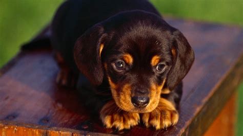 Hundreds of postive dkvrottweilers reviews from around the world. Rottweiler puppy on a table wallpapers and images - wallpapers, pictures, photos