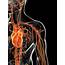 Human Vascular System Photograph By Sebastian Kaulitzki