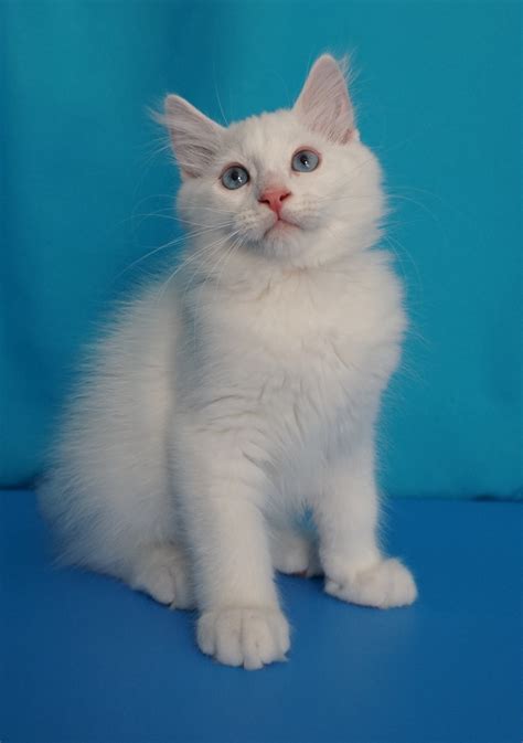 Kittens For Sale Siberian Cats