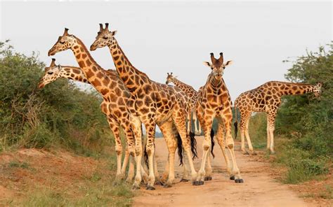 Animal African Giraffe Living In Savannah And Forests From Chad To