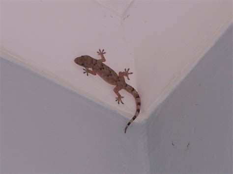 South African Geckos Who Claim Equal Territory In Our Homes South