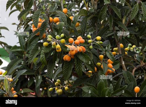 Ripe Yellow Fruits Of Loquat Eriobotrya Japonica Tree Stock Photo Alamy