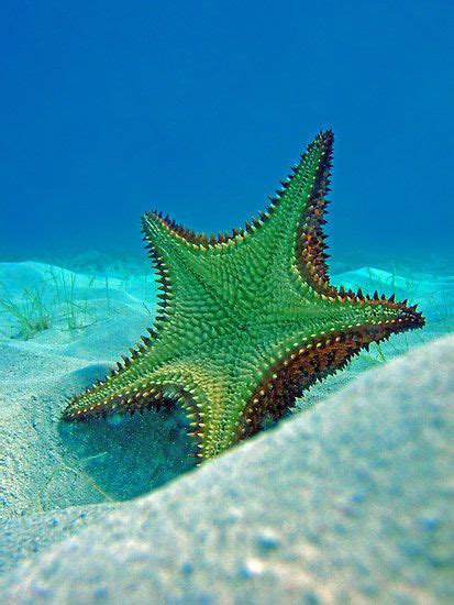 1000 Images About Starfish On Pinterest Patrick Obrian Starfish