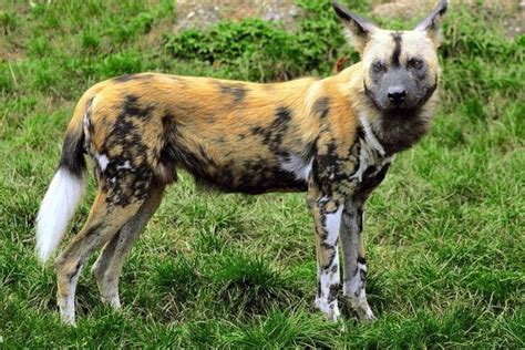 Afrikanischer Wildhund Lycaon Pictus Unglaubliche Fakten Ekolss Tiere