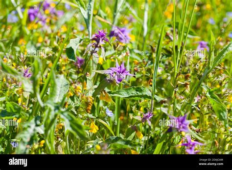 Bright Yellow And Blue Flowers Melampyrum Nemorosum Known As Night And