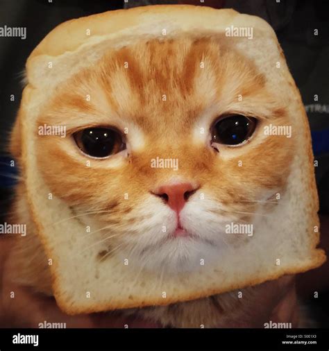 Eine Katze Brot Stockfotografie Alamy